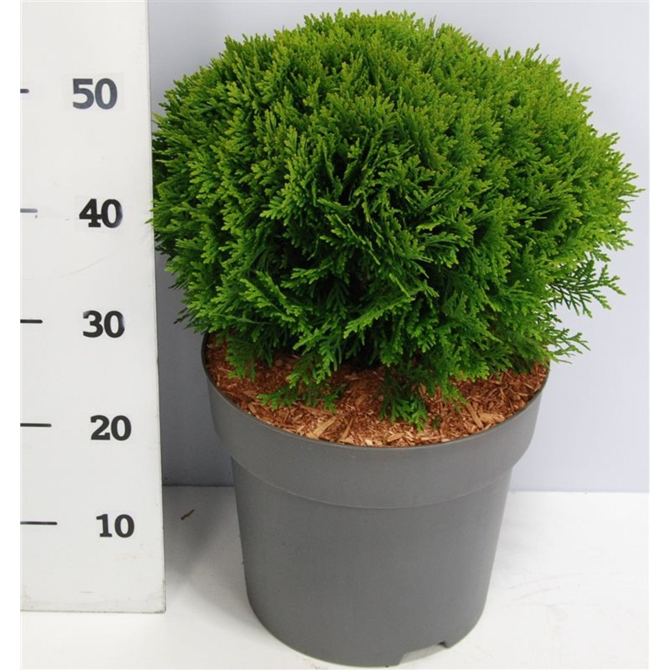 Thuja – Thuja occidentalis 'Danica' - C12 40-50 cm.